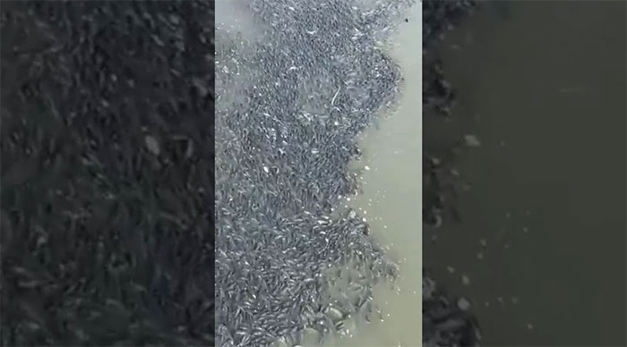 Kinh ngạc cảnh hàng ngàn con cá rô phi đen “xâm chiếm” mặt sông
