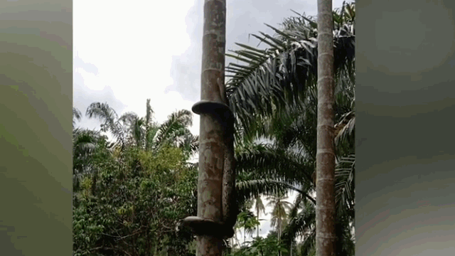 Kinh ngạc cảnh trăn khủng trổ tài leo cây dừa cực điệu nghệ