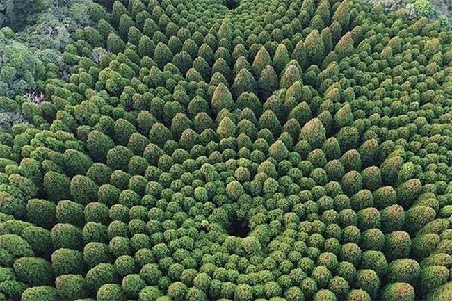 Kinh ngạc vòng tròn cây lạ lùng ở Nhật Bản, nghi của người ngoài hành tinh