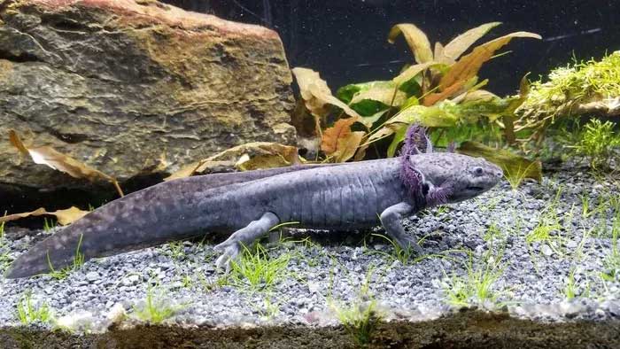 Kỳ giông axolotl có thể đột ngột biến từ động vật sống dưới nước thành sinh vật trên đất liền?