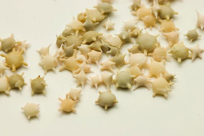 Kỳ lạ bãi biển có những hạt cát hình ngôi sao