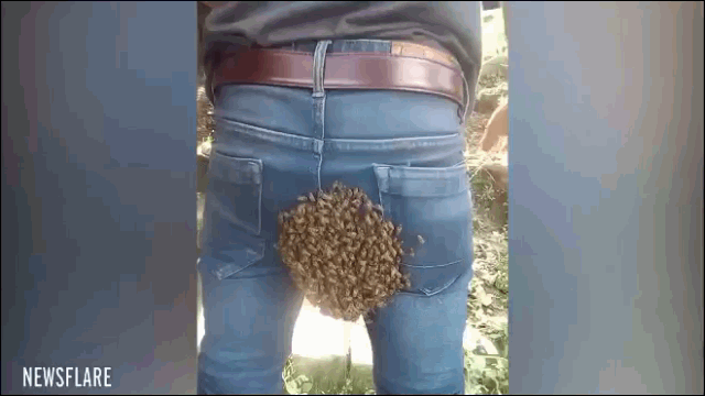 Kỳ lạ cảnh nam thanh niên bị đàn ong bâu đúng chỗ hiểm