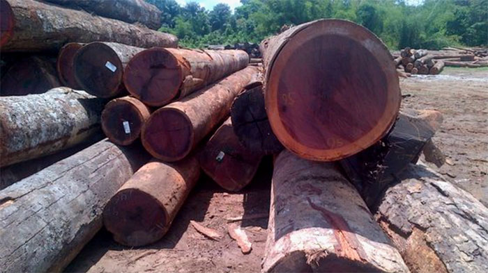 Kỳ lạ loại gỗ có khả năng đổi màu: Thuộc top thế giới về độ cứng và độ bền, Việt Nam cũng trồng