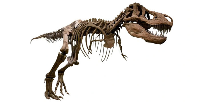 Kỳ lạ loài khủng long cụt tay, dùng chính cái đầu làm vũ khí tấn công