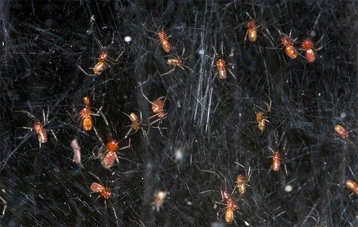 Kỳ lạ loài nhện đi săn theo bầy với hơn... 50.000 cá thể