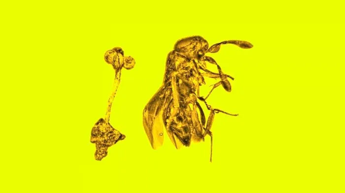 Kỳ lạ miếng hổ phách có bông hoa và con ong bắp cày 30 triệu năm còn nguyên vẹn