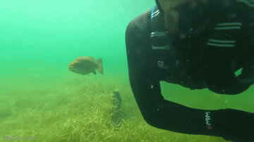 Kỳ lạ người đàn ông kết bạn với một con cá hẹn gặp nhau định kỳ