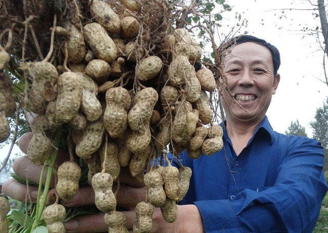 Kỳ lạ nông dân Trung Quốc cứ trồng lạc là giẫm chân lên cây, chuyên gia: Mẹo hay nên làm!