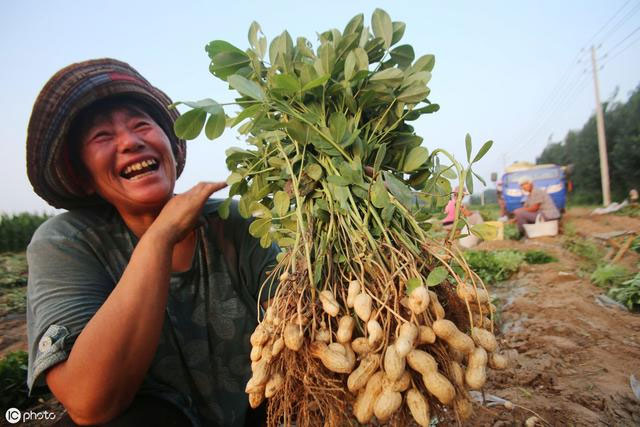 Kỳ lạ nông dân Trung Quốc cứ trồng lạc là giẫm chân lên cây, chuyên gia: Mẹo hay nên làm!