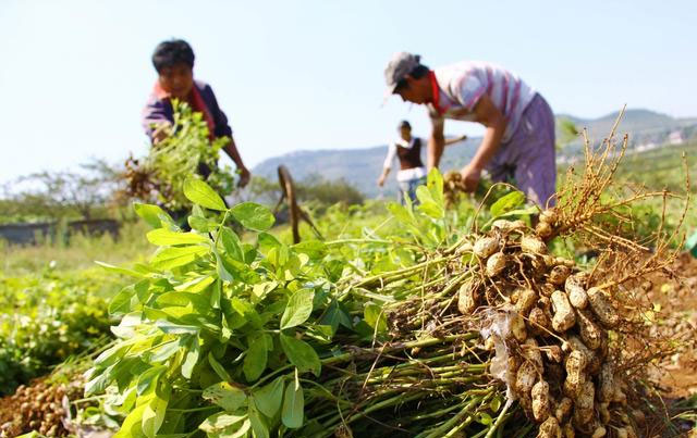 Kỳ lạ nông dân Trung Quốc cứ trồng lạc là giẫm chân lên cây, chuyên gia: Mẹo hay nên làm!