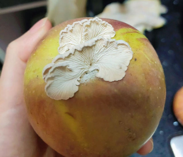 Kỳ lạ quả táo mọc nấm cực kỳ quý hiếm, được xem là thượng phẩm: Chuyên gia Trung Quốc truy tìm