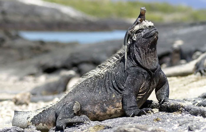 Kỳ nhông biển: Những con thằn lằn có vẻ ngoài giống như Godzilla