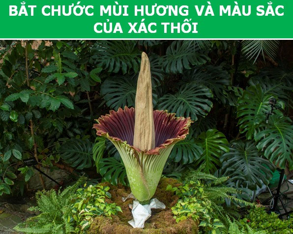 Kỳ thú những chiêu trò được thực vật sử dụng trong quá trình sinh sản