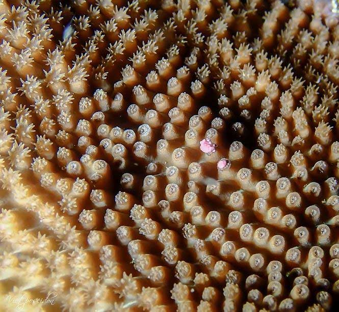 Kỳ thú san hô đẻ trứng một ngày duy nhất trong năm