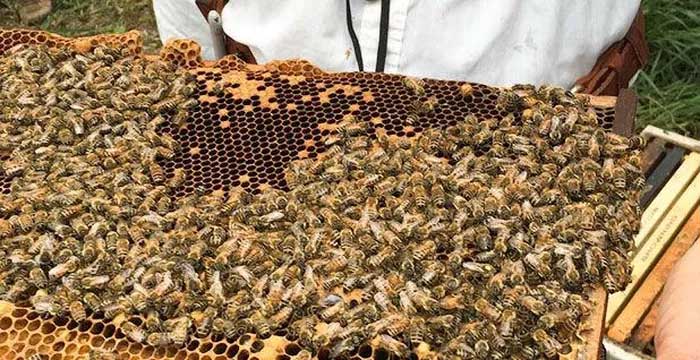 Kỹ thuật nuôi ong lấy mật kiểu Darwin giúp ong sống sót và sinh sản nhiều hơn