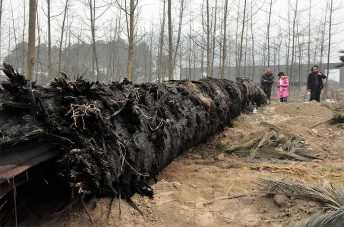 Lạ đời cây gỗ bán giá gần 9.000 tỷ nhưng cho giống không ai muốn trồng