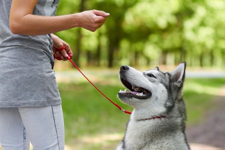 La mắng chú chó nhà bạn có thể dẫn đến những hệ quả đau lòng về lâu dài