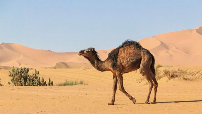 Lạc đà làm thế nào để sống sót trên sa mạc cằn cỗi?