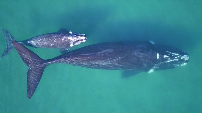 Làm cách nào cân một con cá voi 190 tấn đang bơi trên biển?