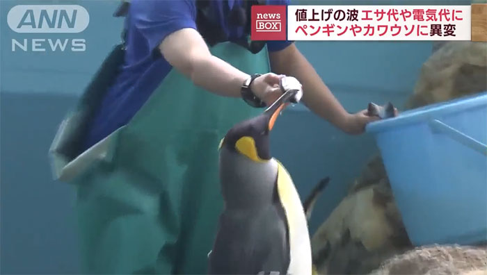 Lạm phát khiến lũ chim cánh cụt ở thủy cung Nhật Bản bất bình