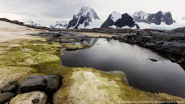 Làm thế nào để động vật và thực vật sống sót qua mùa đông băng giá?