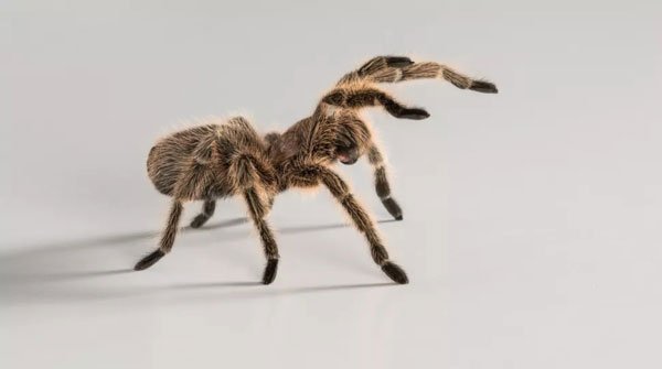Làm thế nào mà loài nhện Tarantula nhỏ bé có thể “đi khắp đó đây”?
