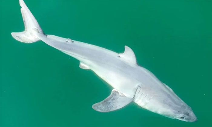 Lần đầu ghi hình cá mập trắng chào đời trong tự nhiên