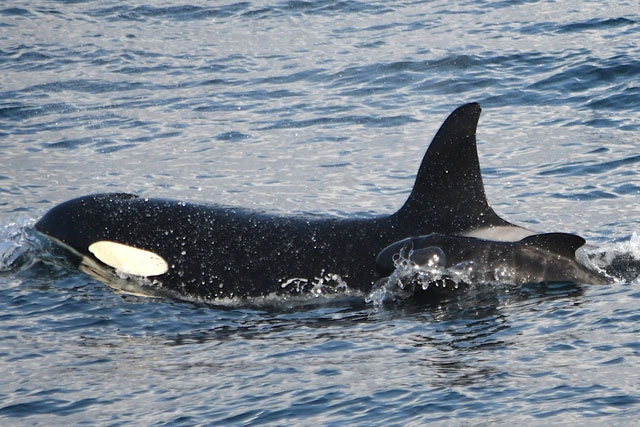 Lần đầu ghi nhận cá voi sát thủ bắt cóc cá voi con từ loài khác về nuôi