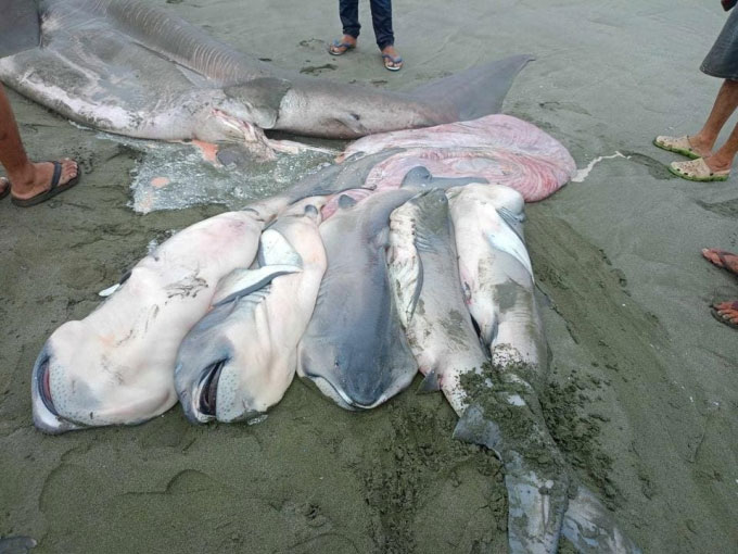 Lần đầu tiên cá mập miệng to mang thai dạt vào bờ biển