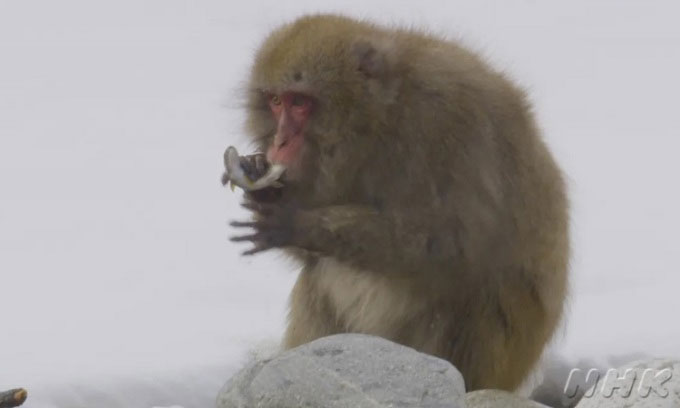 Lần đầu tiên các nhà khoa học ghi hình được khỉ tuyết bắt cá