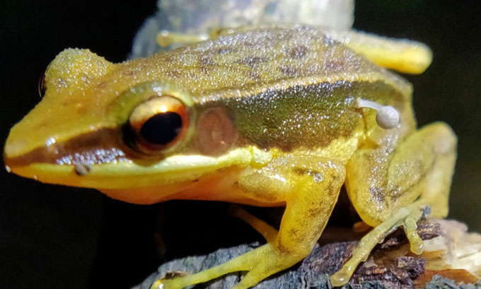 Lần đầu tiên, các nhà khoa học phát hiện nấm mọc trên ếch sống
