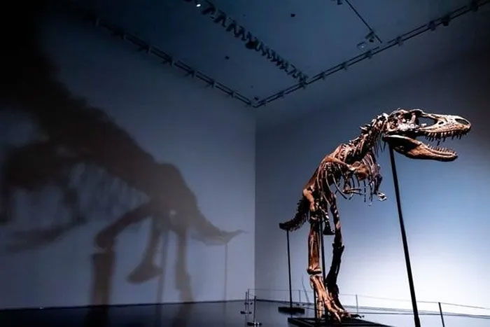 Lần đầu tiên đấu giá bộ xương hoàn chỉnh của khủng long Gorgosaurus