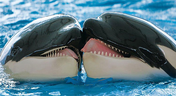 Lần đầu tiên ghi hình cá voi sát thủ hôn môi để giảng hòa