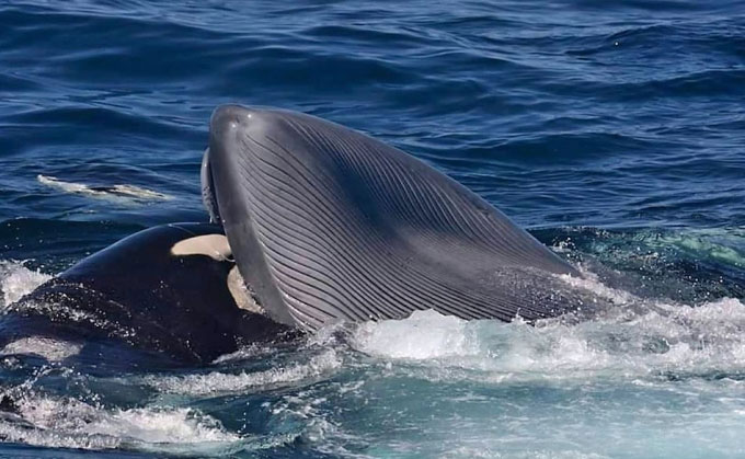 Lần đầu tiên ghi nhận cá voi sát thủ giết cá voi xanh trưởng thành