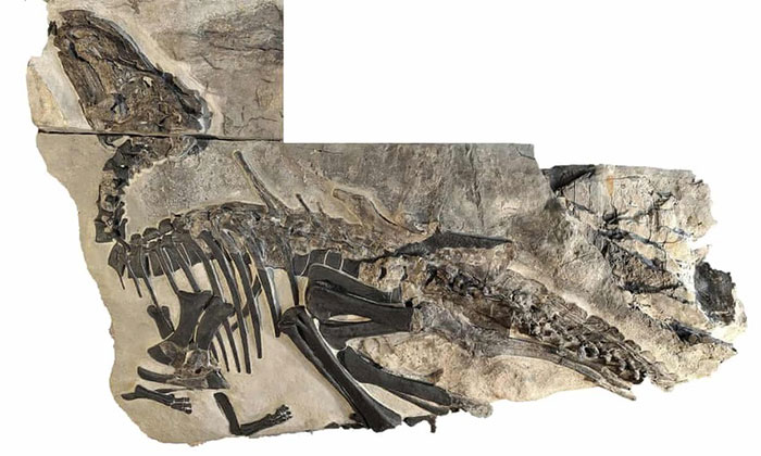 Lần đầu tiên phát hiện một đàn khủng long hóa thạch tại Ý