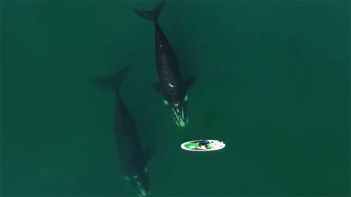 Lần đầu tiên theo dõi trọn vẹn cuộc di cư của cá voi trơn