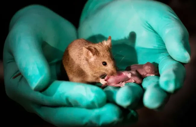 Lần đầu tiên thực hiện trinh sản thành công ở loài chuột