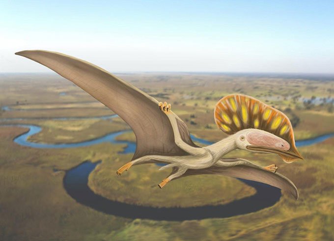 Lần đầu tiên tìm thấy hóa thạch hiếm của thằn lằn ngón cánh