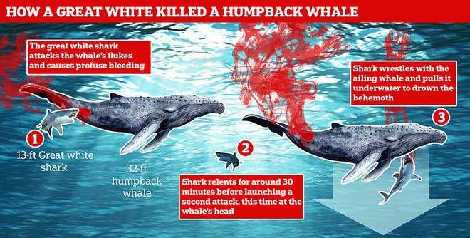 Lần đầu tiên trong lịch sử ghi lại cảnh cá mập trắng khổng lồ hạ gục cá voi: Cách ra tay cực tàn nhẫn!