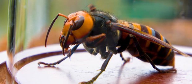 Lần đầu tiên trong lịch sử khoa học chứng kiến loài ong biết dùng công cụ