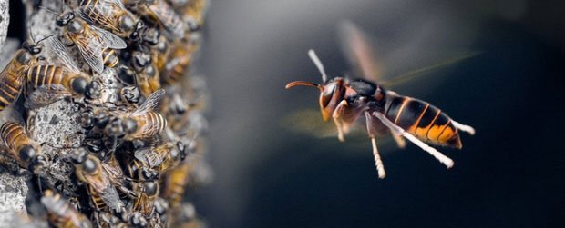 Lần đầu tiên trong lịch sử khoa học chứng kiến loài ong biết dùng công cụ