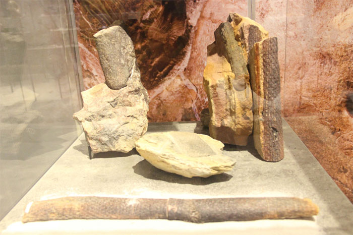 Lần đầu trưng bày hàng trăm mẫu vật hóa thạch độc đáo tại Festival Huế