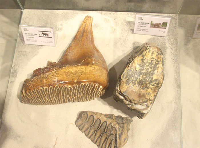 Lần đầu trưng bày hàng trăm mẫu vật hóa thạch độc đáo tại Festival Huế
