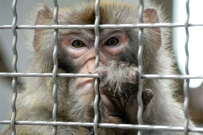 Làn sóng gây tranh cãi khi tạo ra những con khỉ mang gene não người tại Trung Quốc