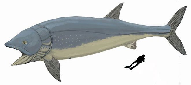 Leedsichthys: Máy hút bụi của biển cả Kỷ Jura từng bị hiểu nhầm là khủng long