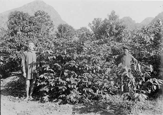 Lịch sử du nhập cây cà phê vào Việt Nam