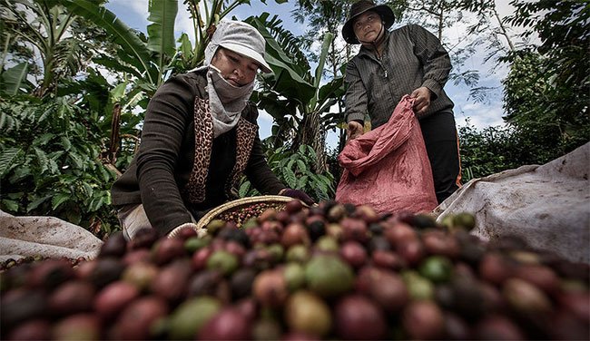 Lịch sử du nhập cây cà phê vào Việt Nam