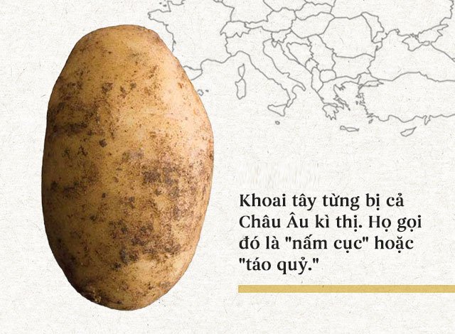 Lịch sử thú vị của khoai tây: “Quả táo quỷ” đem thịnh vượng đến cho những đế quốc
