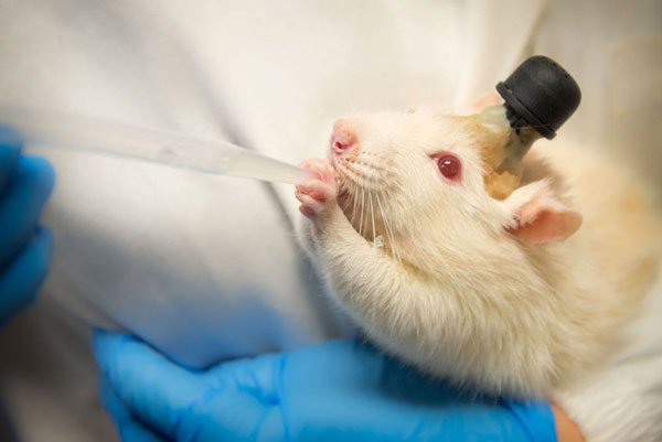 Lịch sử y học kỳ thú của chuột thí nghiệm