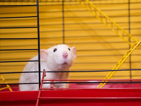 Lịch sử y học kỳ thú của chuột thí nghiệm